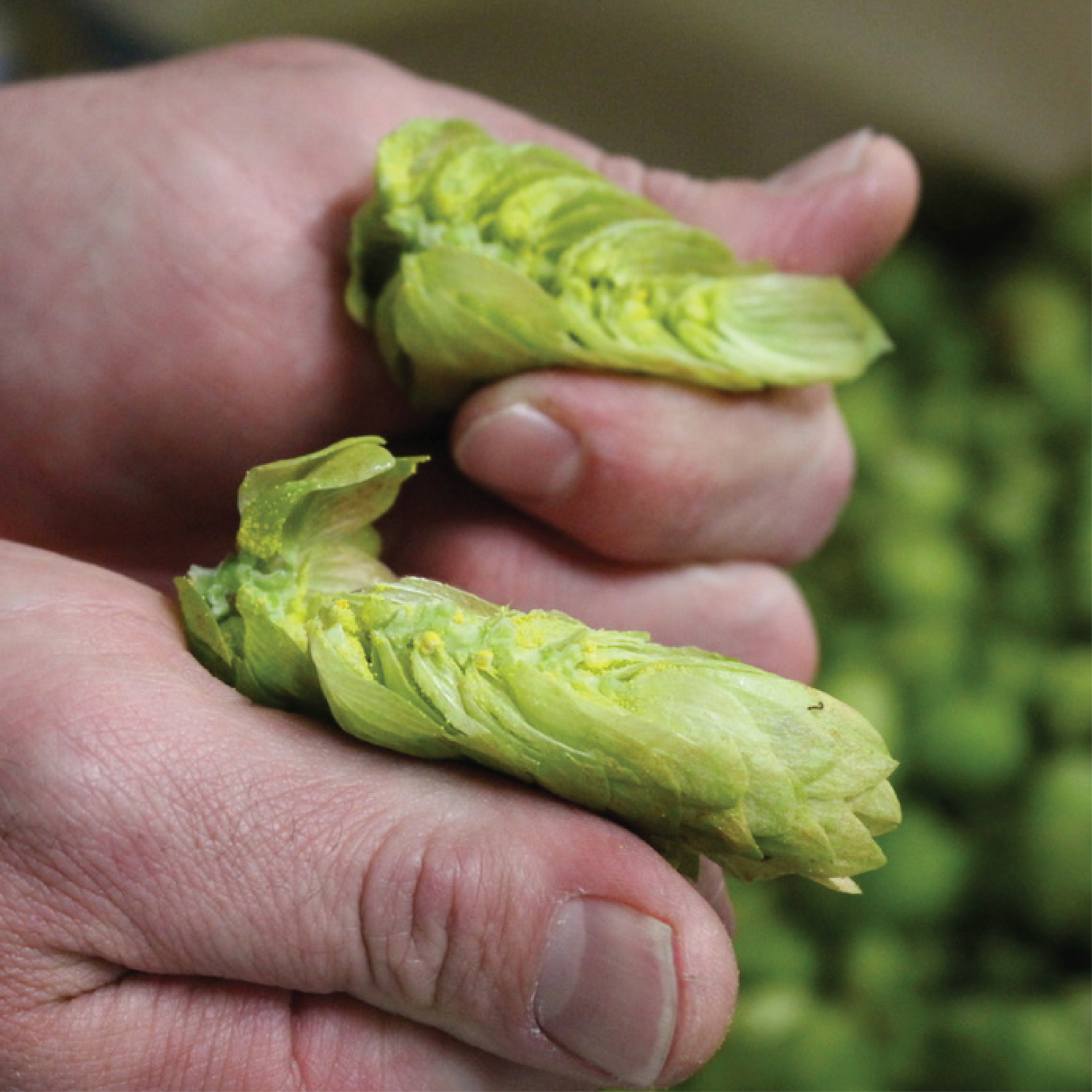 Fresh Hop 2026